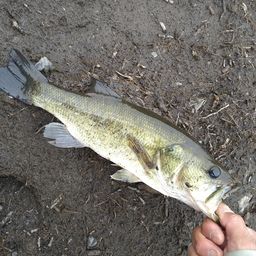 ラージマウスバス