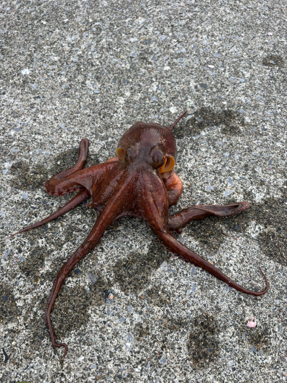 メバル