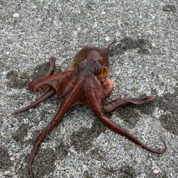 メバル