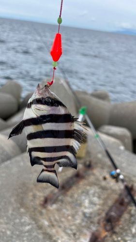 イシダイの釣果