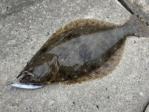 ヒラメの釣果