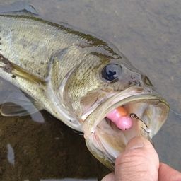 ラージマウスバス