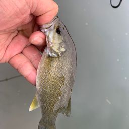 スモールマウスバス