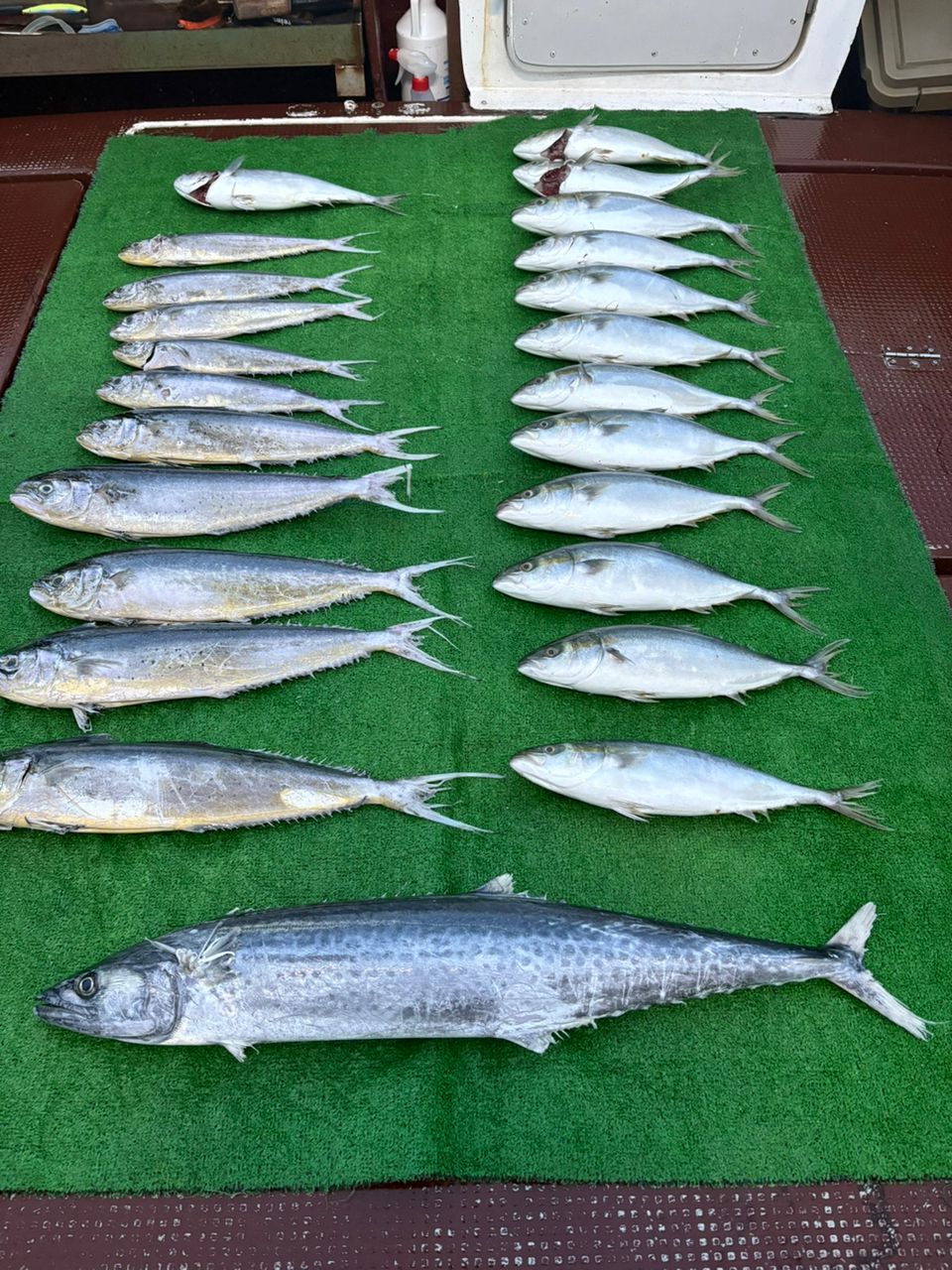 爆釣伝説のぶまるさんの釣果 1枚目の画像