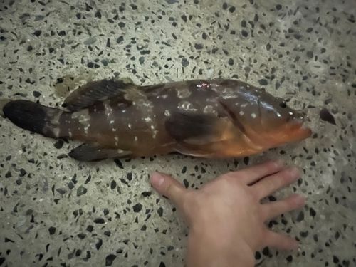 セントレア常滑港前島