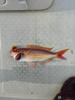 イトヨリダイの釣果