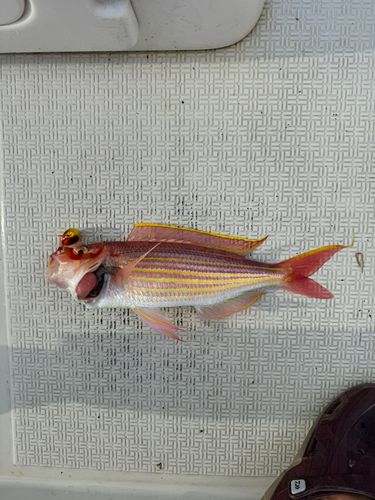 イトヨリダイの釣果