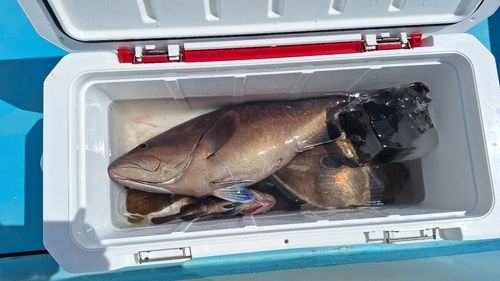 マハタの釣果