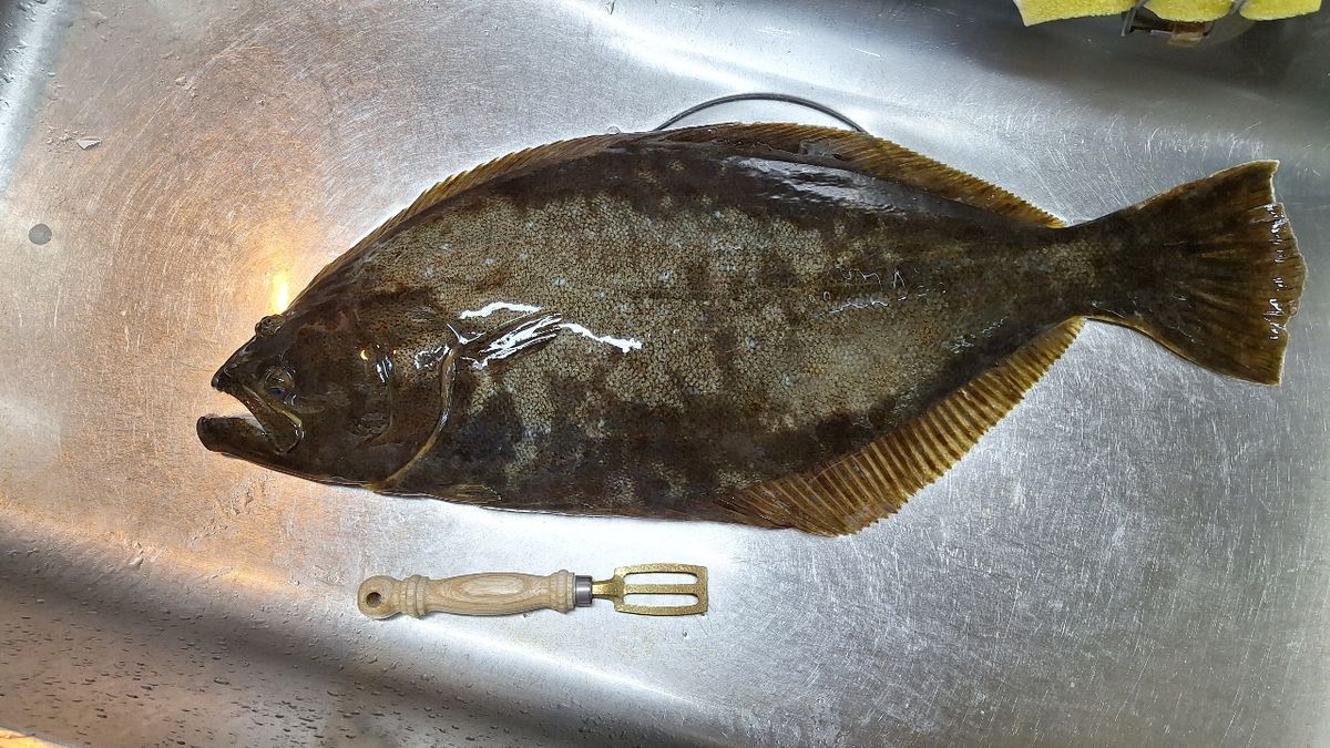 Kenken🚢さんの釣果 2枚目の画像