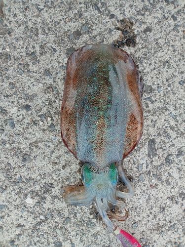 アオリイカの釣果