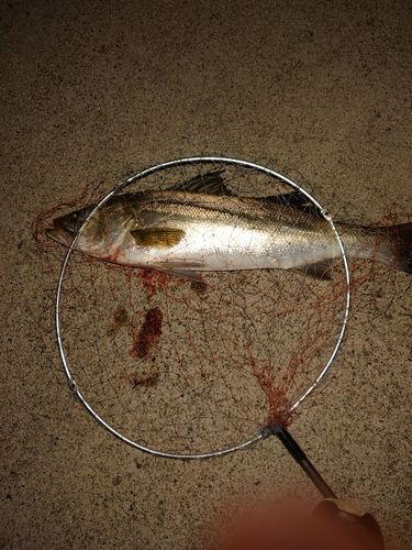 スズキの釣果
