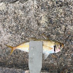 アジ
