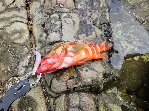 アカハタの釣果