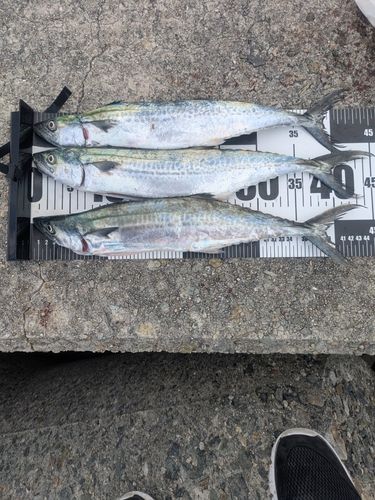 サゴシの釣果