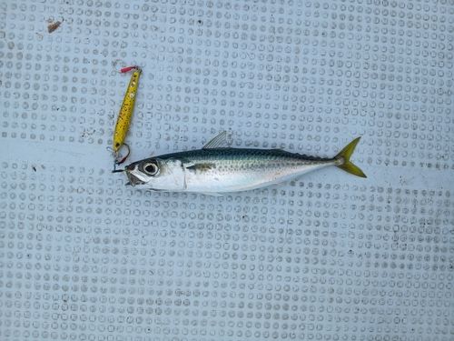 サバの釣果
