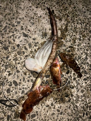 釣果