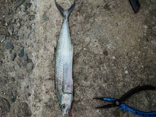 サゴシの釣果