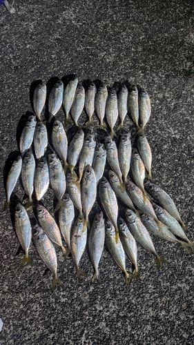 駿河湾