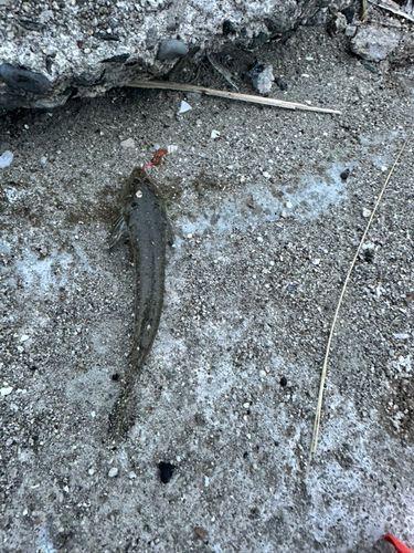 メゴチの釣果