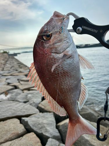 マダイの釣果
