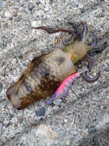 アオリイカの釣果