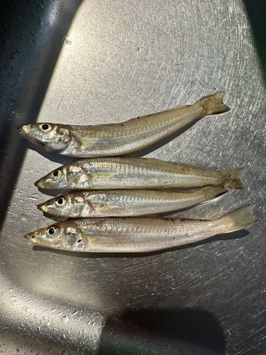 キスの釣果