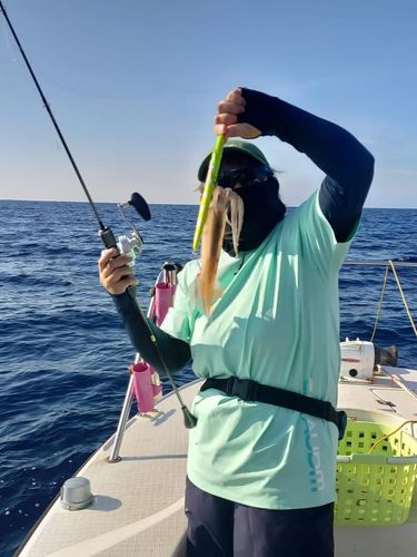 スルメイカの釣果