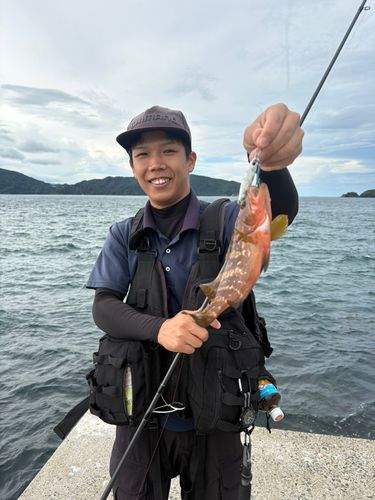 キジハタの釣果