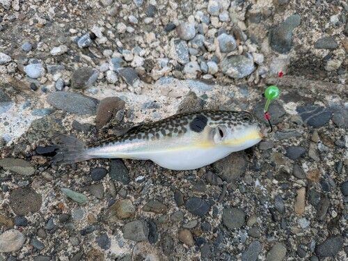 フグの釣果