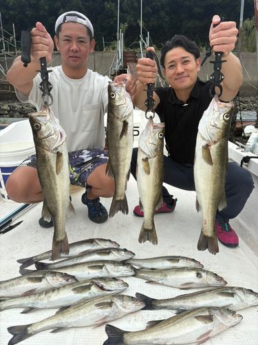 シーバスの釣果