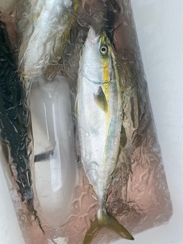 ワカシの釣果