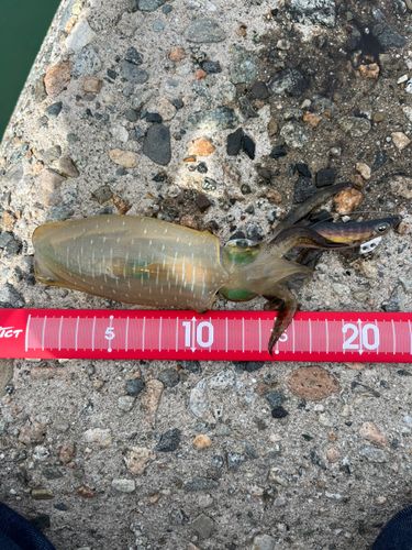 魚津補助港
