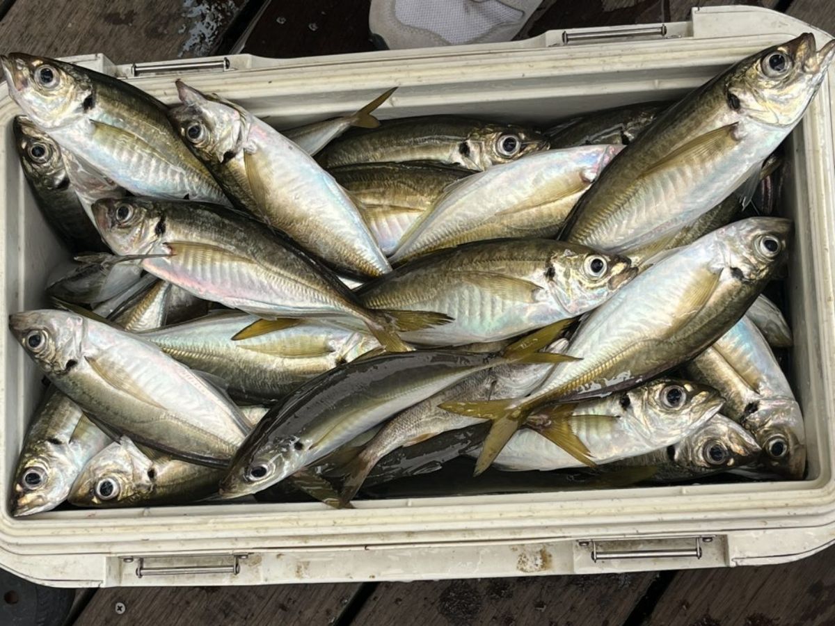 やすマクさんの釣果 1枚目の画像