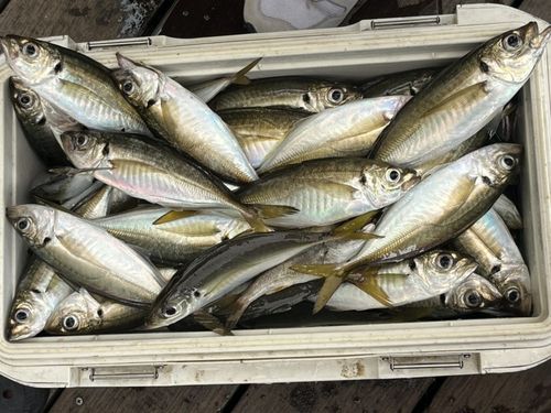マアジの釣果
