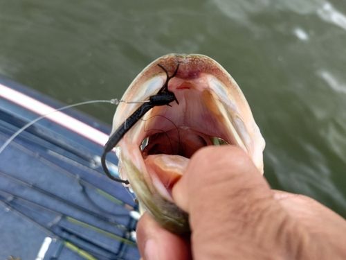 ラージマウスバスの釣果