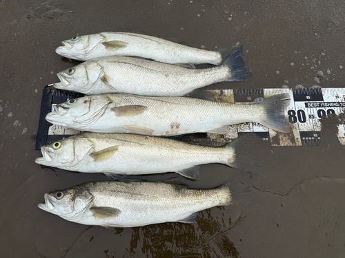 シーバスの釣果