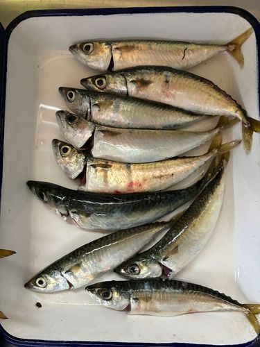 アジの釣果