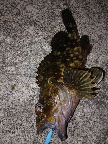 カサゴの釣果
