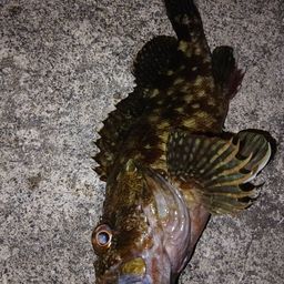 カサゴ