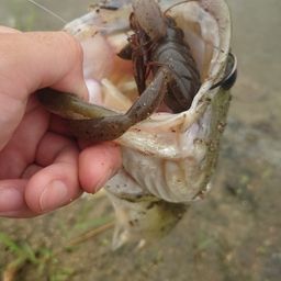 ブラックバス