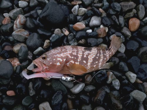 キジハタの釣果