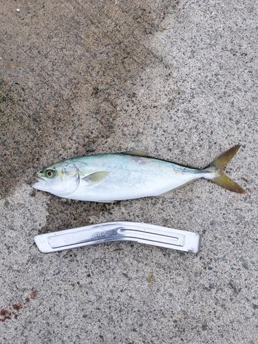 ワカシの釣果
