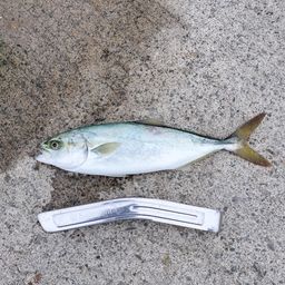 ワカシ