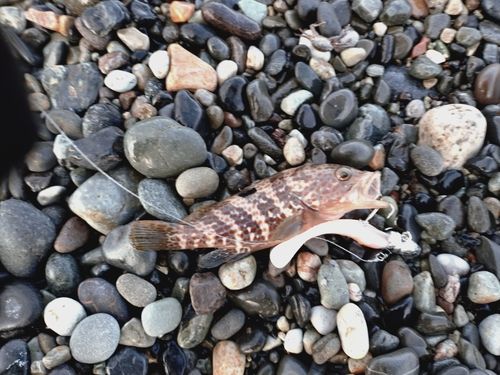 キジハタの釣果