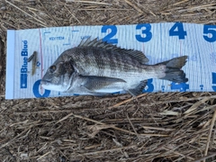 クロダイの釣果