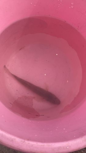 ハゼの釣果