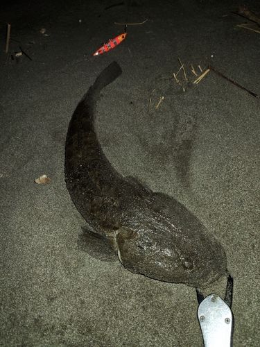 マゴチの釣果