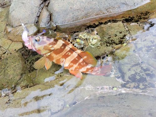 アカハタの釣果