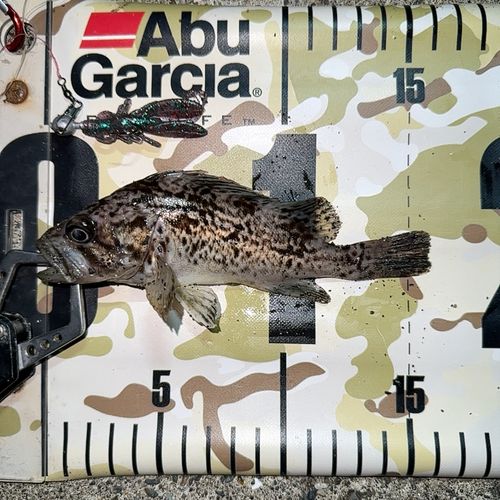 クロソイの釣果