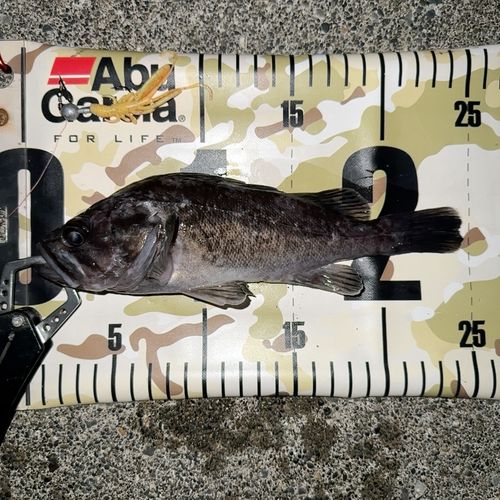 クロソイの釣果